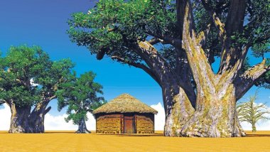 Okruh Senegalem ve stínu baobabu